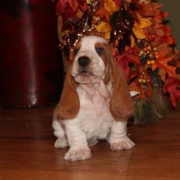Marshall - Black tan and white male Basset Hound puppy in Missouri from Clevenger Farms