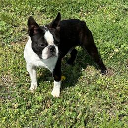 Buddy - Boston Terrier