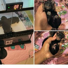 Yorkshire Terrier Puppies from Twilights Yorkies FL