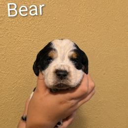 Bear - Tri-Roan male English Springer Spaniel puppy in Fort White, Florida from Thunderbird Springers