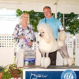 Aurora - Poodle