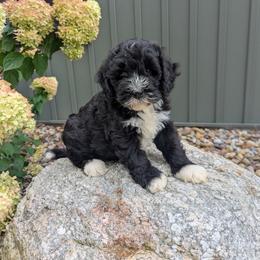 Chase - Black and white male Bernedoodle puppy in Beach City, Ohio from Blue Cloud Doodles