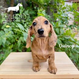 Quincy - Dapple female Dachshund puppy in Royse City, Texas from Truehearted Miniature Dachshunds