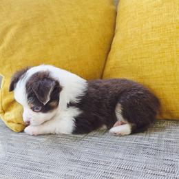 Boy 1 - Red tri male Toy Australian Shepherd puppy in Missouri from MadCat Toy Aussies