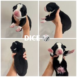 Dice - Tri-color male Bernedoodle puppy in Horseshoe Bend, Idaho from Over the Moon Poodles and Doodles