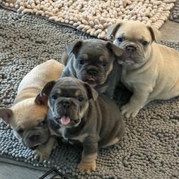 French Bulldog Puppies from Foster Lake Frenchies