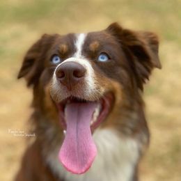 Bourbon  - Miniature Australian Shepherd