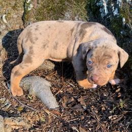 Female 2 - Red merle female Catahoula Leopard Dog puppy in Gadsden, Alabama from Rich Cat’s