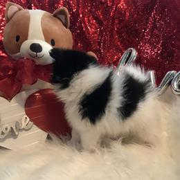 AKC CKC girl Nastya - Black parti female Pomeranian puppy in Taylor, Texas from Regal Poms