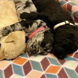 Labradoodles from Hamilton Labradoodles