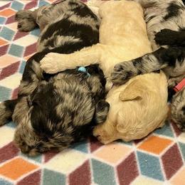 Labradoodles from Hamilton Labradoodles