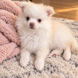 Bella - Cream female Pomeranian puppy in Edinburg, Texas from Divine Valley Poms