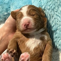 Bernedoodle Puppies from Palmetto Bernedoodles Boutique