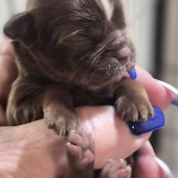Buttercup - Chocolate female Shih Tzu puppy in Green Valley Lake, California from All American Shih Tzu Puppies
