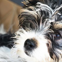 Biewer Terriers and Papillons from Southern Belle's Biewer Terriers & Papillons