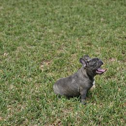 French Bulldog Puppies from Charles Frenchies