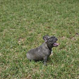 French Bulldog Puppies from Charles Frenchies