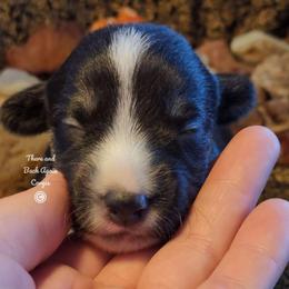 Peridot - Black and white female Cardigan Welsh Corgi puppy in Winston, Oregon from There and Back Again Corgis