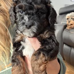 Cavapoo Puppies from House of Cavapoos