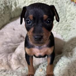 Boy 1 - Black and rust male Miniature Pinscher puppy in Humboldt, Arizona from Nizhoni Miniature Pinschers of ARIZONA