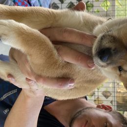 Shiba Inu Puppies from SWFL Shiba Inu Association