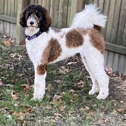 Poodles from Red Door Poodles