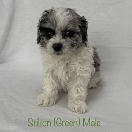 Stilton - Merle male Shichon puppy in De Pere, Wisconsin from Kinzor Kennels