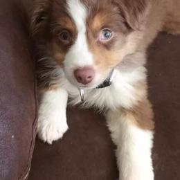 Miniature American Shepherds from White Oaks Moon Babies
