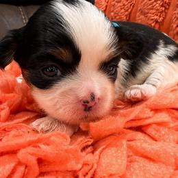 Carol Brady light blue - Black and white female Mal-Shi puppy in Benton Harbor Mi, Michigan from Wiggle Bottom Shih Tzu/Maltese