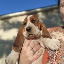 Mellie, purple collar - Black white and brown Basset Hound puppy in Greenleaf, Idaho from Happy Acre Bassets