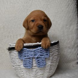 Black Boy - Yellow male Labrador Retriever puppy in Angola, Indiana from Reniers Labrador Retrievers