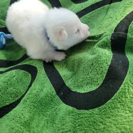 Hector - White and biscuit male American Eskimo Dog puppy in Washington Township, Ohio from Turks Eskis