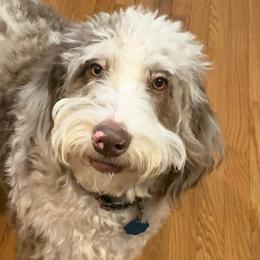 Aussiedoodles from Pawsitively Doodles