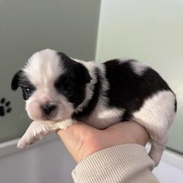Pippa - Black and white female Shih Tzu puppy in Northridge, California from Our ShihTzu Family