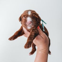 Blue - Red  male Goldendoodle puppy in Beaverton, Oregon from Henry Elliots