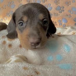 Girl 3 - Chocolate and tan female Dachshund puppy in Moriarty, New Mexico from Lil Smokey’s of New Mexico