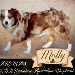Molly - Toy Australian Shepherd