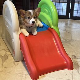 American Corgi and Pembroke Welsh Corgi Puppies from Folly Acres Corgis