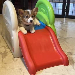 American Corgi and Pembroke Welsh Corgi Puppies from Folly Acres Corgis