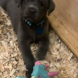 Basset Hound and Labrador Retriever Puppies from Porter Kennels
