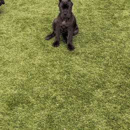 Cane Corso Puppies from Legacy Bloodline