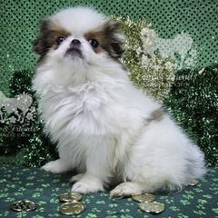 Eulalie - Sable and white female Japanese Chin puppy in Johnson City, Tennessee from Erin & Friends Japanese Chin