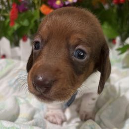 Blue Collar - Chocolate and tan male Dachshund puppy in Belfair, Washington from Devoted Doxies, Lorraine’s Yorkies