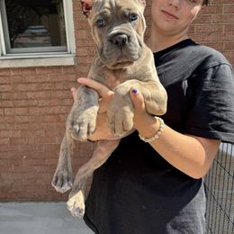 Girl 1 - Gray and fawn female Cane Corso puppy in Highland, Illinois from C&I Elite Cane Corso