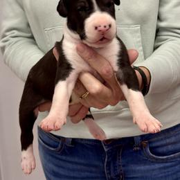 Mantle girl 6 - Mantle female Great Dane puppy in Westville, Florida from Boulder View Danes