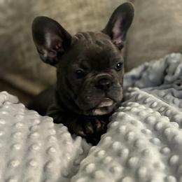 Purple - Blue female French Bulldog puppy in Kyle, Texas from Small Town Frenchies
