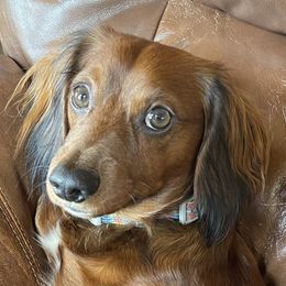 Oaken - Dachshund