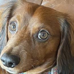 Oaken - Dachshund