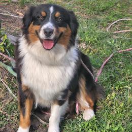 Merida - Australian Shepherd