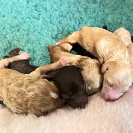 Goldendoodle puppies from Northeast Iowa Doodles